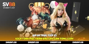 Đá gà trực tiếp C1